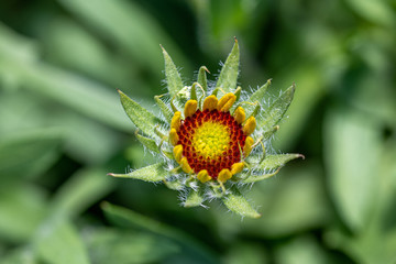 Gaillardia aristata - colorful, red-yellow garden perennial flower, close-up