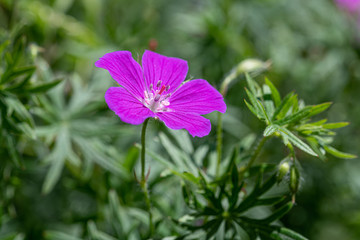 Fototapeta premium Close up of Geranium dissectum - Cut-leaved