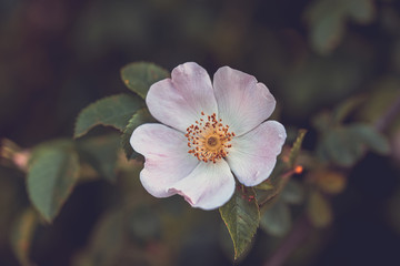Beautiful blooming pink wild rose bush (dog rose, Rosa canina)
