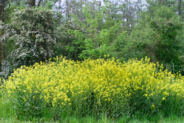 Bunias orientalis, Turkish wartycabbage,warty-cabbage,hill mustard