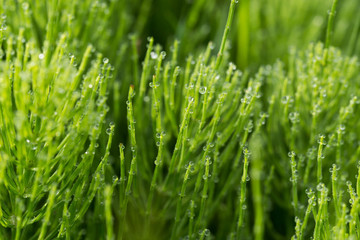 Fototapeta na wymiar Equisetum arvense, field horsetail, common horsetail with dew drops