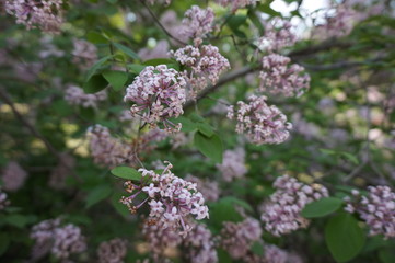 Flowering spring branches of lilac.
