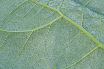 arctium, burdock leaf macro