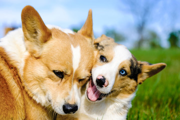 Funny Corgi dogs playing outdoors during summer in grass close up.