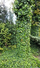 Obraz premium Green ivy has twisted the tree and the ground.