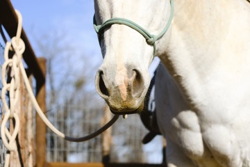 Gray mare horse in halter close up.