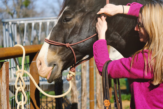 Silly horse with tongue out while woman puts on rope halter, western lifestyle image.