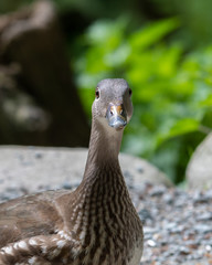 Close up Portrait of a Female Mandarin Duck