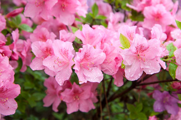 Pink azalea. Beautiful flowers and buds on rhododendron bush in garden. Fresh flowers background or wallpaper.