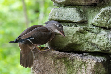 Obraz premium Female Mandarin Duck Balancing on a Wall Whilst Feeding