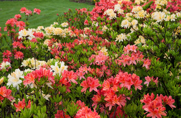 Fototapeta premium Multicolor rhododendron bushes on a lawn in the park. Azalea flowers in a garden. Beautiful flower.