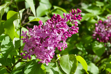Close up view of beautiful rosy pink lilac flowers in full bloom