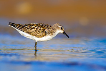 Common water birds. Nature background. Little stint.