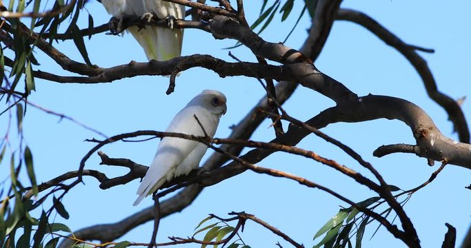 Long-billed Corella, Cacatua tenuirostris, relaxed 4K