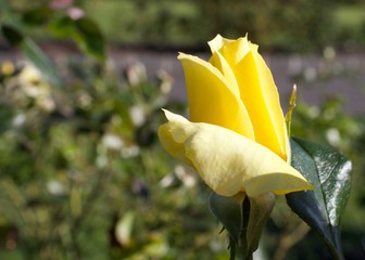Yellow fragrant bush Rose bud,Rosa hybrid