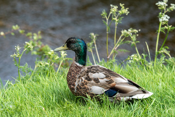 Adult Male Mallard Duck Resting in A Field