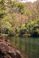 river in the middle of a leafy forest of trees