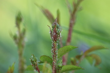 Aphid sitting on a rose branch. Aphidoidea.