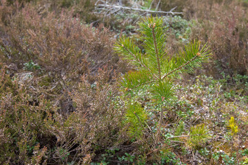 young pine seedling