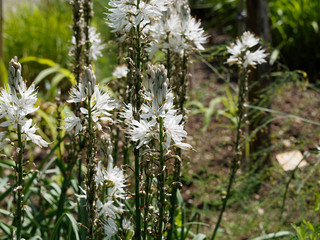 Summer asphodels in bloom or common asphodels (Asphodelus aestivus)