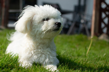 Ein süßer Hund im Garten
