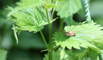 Spinne auf der Brennessel
