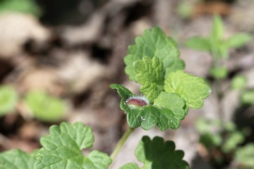 Gewächs auf dem Blatt