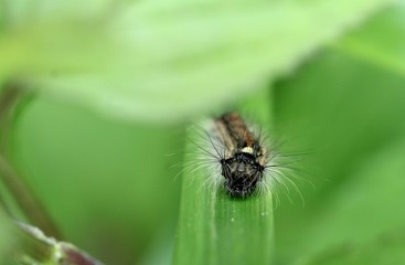 behaarte Raupe auf dem Blatt