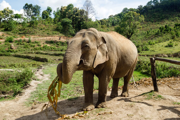 Fototapeta na wymiar Elephant is eating dry bamboo leaves on a background of rainforest in Elephant Care Sanctuary. Chiang Mai province, Thailand.