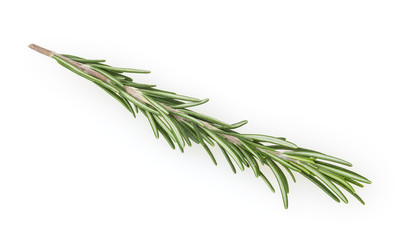 Fresh rosemary isolated on white background