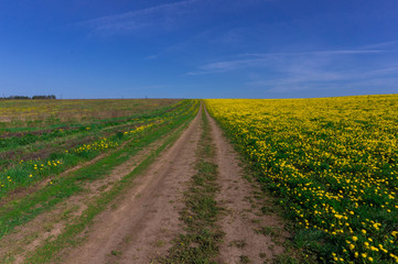 The road through the field of dandelions