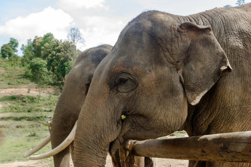 Fototapeta na wymiar Portrait of two adult elephants in Elephant Care Sanctuary, Chiang Mai province, Thailand. Feeding of elephants.