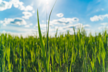 Fototapeta premium Green grass on a background of blue sky close-up. selective focus