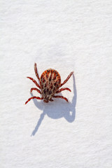A dangerous parasite and infection carrier mite