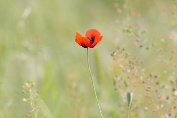 view on red poppy flower on meadow