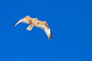 Fllying Buzzard. Blue sky background. Bird: Long legged Buzzard. Buteo rufinus.