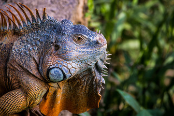 adult orange iguana head close up