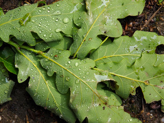 feuilles de chêne sous la pluie