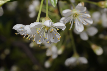 Macro photography of white beautiful spring cherry flower on a dark background.