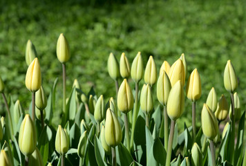 Obraz na płótnie Canvas Blossoming tulips closeup.