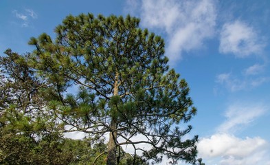 pine type tree with a blue sky