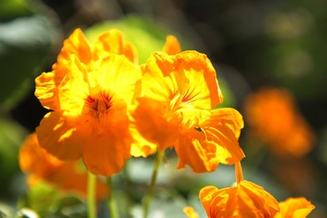 Blossomed Yellow flowers. Floral and petal concept.