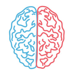 Brain on a white background. Linear silhouette of the two hemispheres. Vector illustration. 