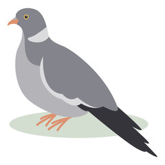 turtledove, vector illustration, flat style ,profile