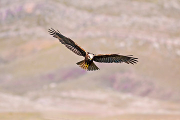 Flying  bird of prey. Natural background. Bird: Western Marsh Harrier. Circus aeruginosus