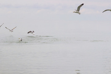 Seagulls circling over the water.