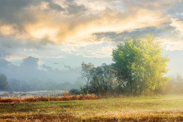 Obraz premium beech trees in the fog at sunrise. grassy meadow. cloud on the blue sky above field with weathered grass in hoarfrost