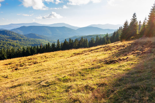 evening landscape in apuseni mountains. weathered grass on the meadow in golden evening light. row of spruce trees on the edge of a hill. mountain ridge in the distance. sunny weather with clouds