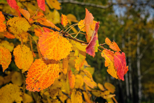 Yellow and red birch leaves autumn background. Golden birch tree leaves in the sunlight.