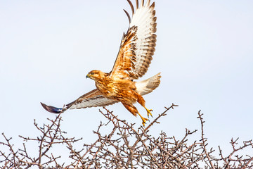 Bird of prey. Hawk on tree. White snow background.